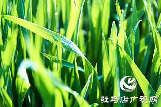 驻马店：​春分麦起身 肥水要紧跟