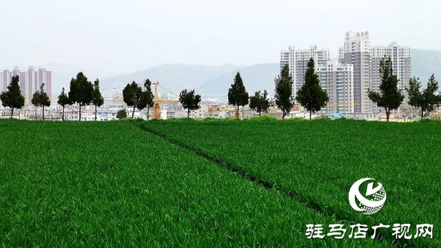 驻马店：​春分麦起身 肥水要紧跟