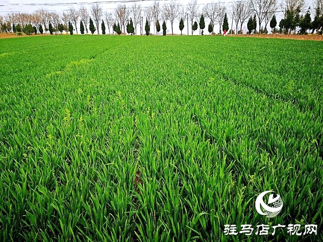 驻马店：​春分麦起身 肥水要紧跟