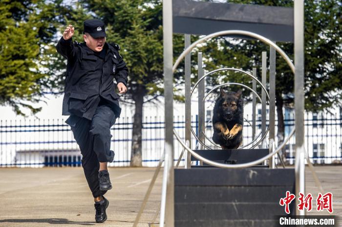 吉林边境检查站警犬春训忙