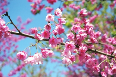 春风有信花有约 2023年郑州春季花展汇总