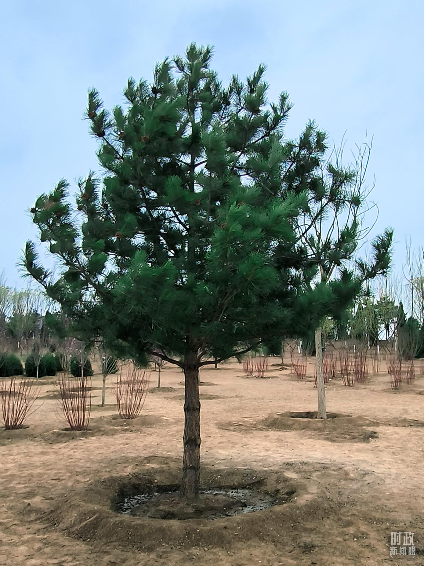 时政新闻眼丨在今年首都义务植树现场，习近平这三句话饱含深意