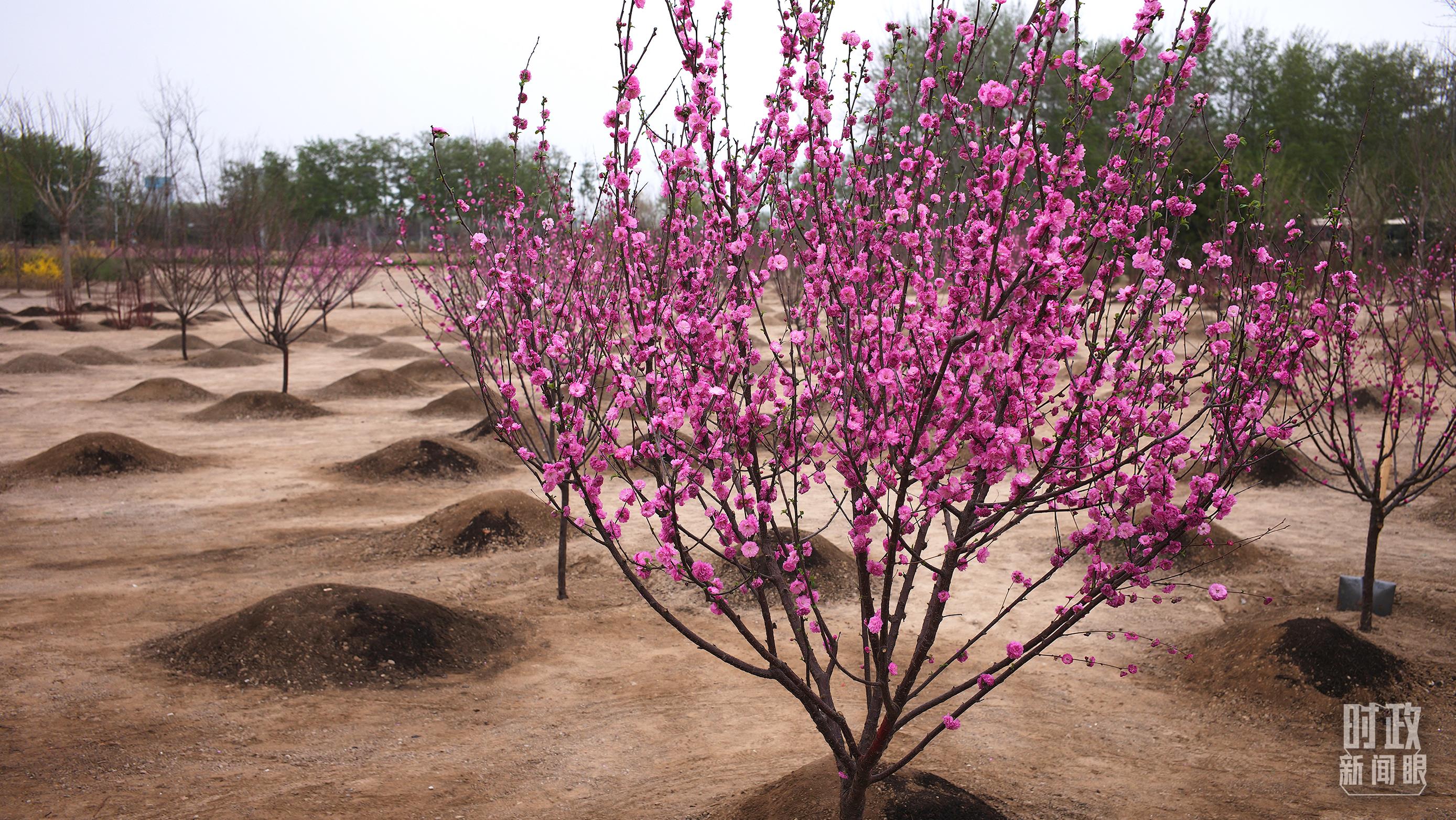 时政新闻眼丨在今年首都义务植树现场，习近平这三句话饱含深意