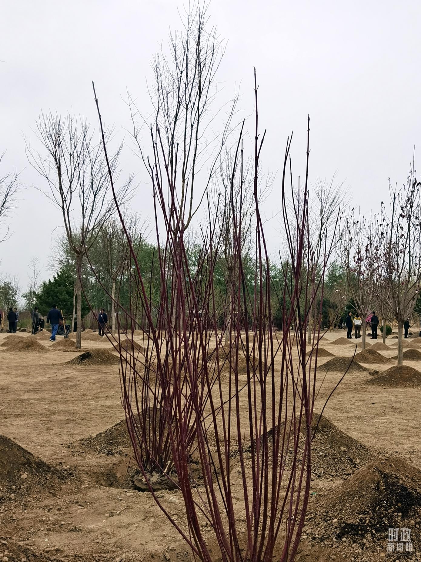 时政新闻眼丨在今年首都义务植树现场，习近平这三句话饱含深意