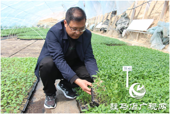 不负春日好时光 “禾绿”大棚出苗忙