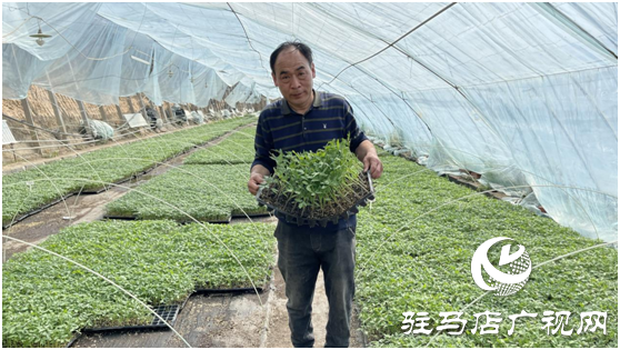 不负春日好时光 “禾绿”大棚出苗忙
