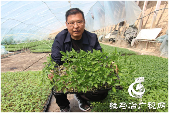 不负春日好时光 “禾绿”大棚出苗忙