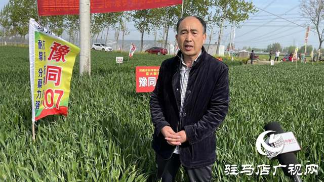 重磅！吨源种业再添强势小麦品种，豫同107助农增产丰收！