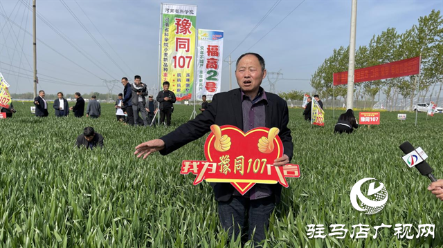 重磅！吨源种业再添强势小麦品种，豫同107助农增产丰收！