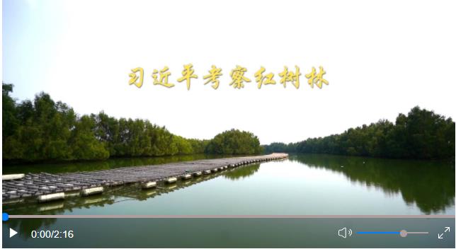 新华社 第1视点丨习近平考察红树林