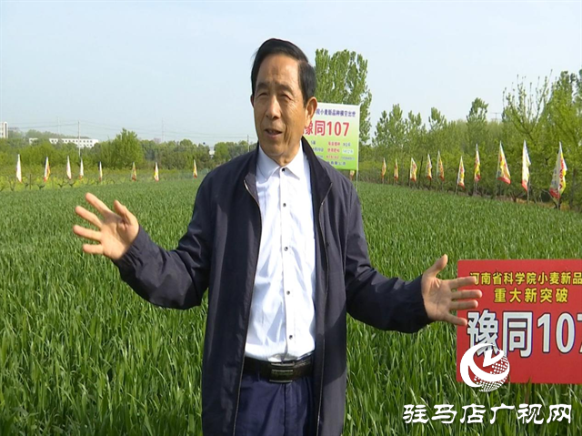 重磅！吨源种业再添强势小麦品种，豫同107助农增产丰收！