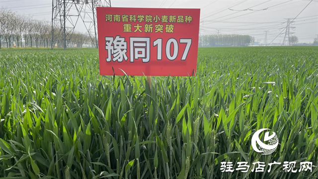 重磅！吨源种业再添强势小麦品种，豫同107助农增产丰收！