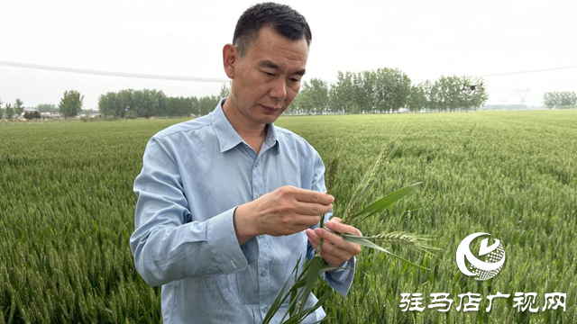 驻马店市农技植保站开展小麦“一喷三防”促丰收活动