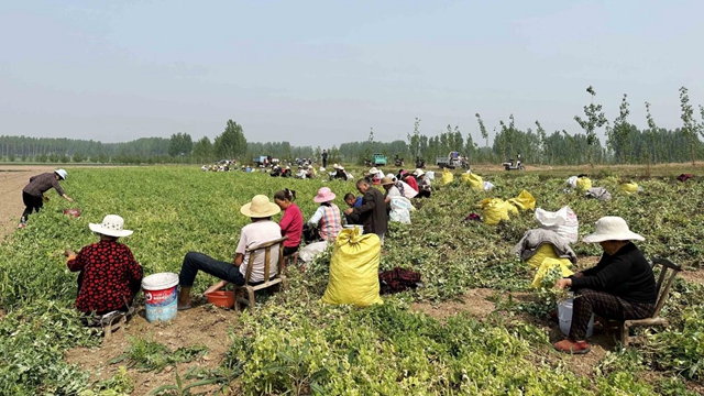 河南泌阳：种植豌豆扩宽致富路