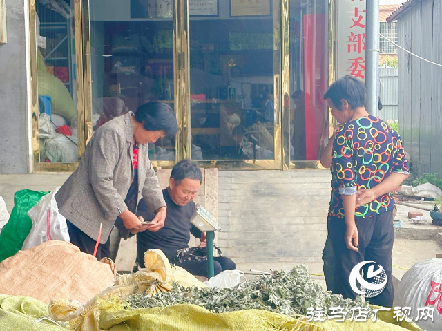 泌阳县：草药种植结出“甜蜜生活”