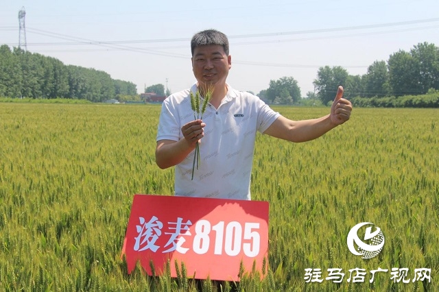 “浚麦8105”一枝独秀 表现抢眼