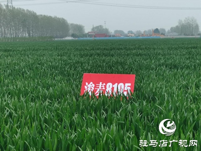 “浚麦8105”一枝独秀 表现抢眼
