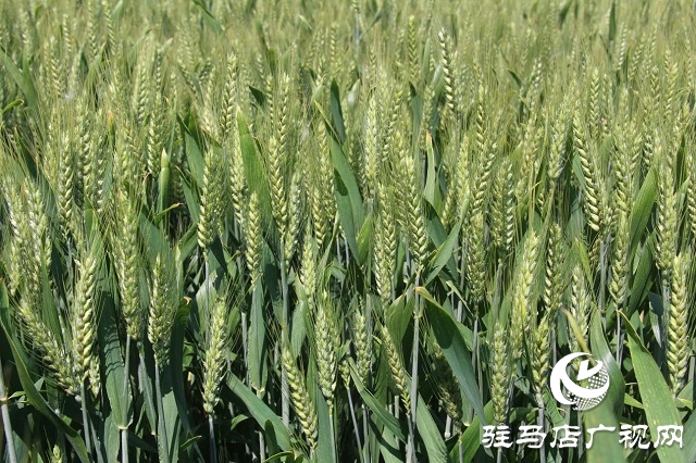 “浚麦8105”一枝独秀 表现抢眼
