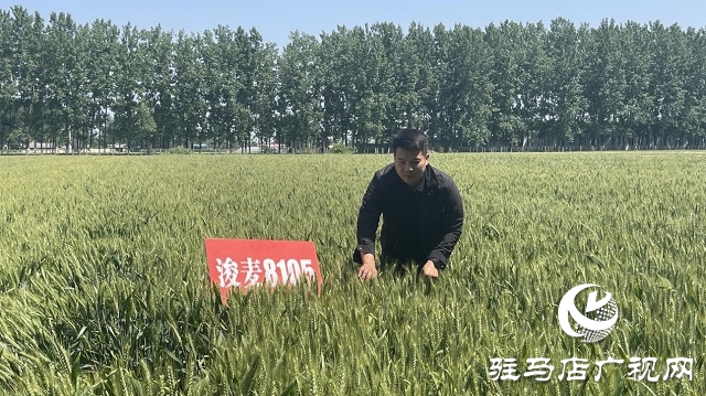 “浚麦8105”一枝独秀 表现抢眼