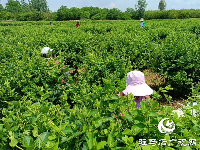 泌阳县盘古乡：小小金银花开出创业致富花