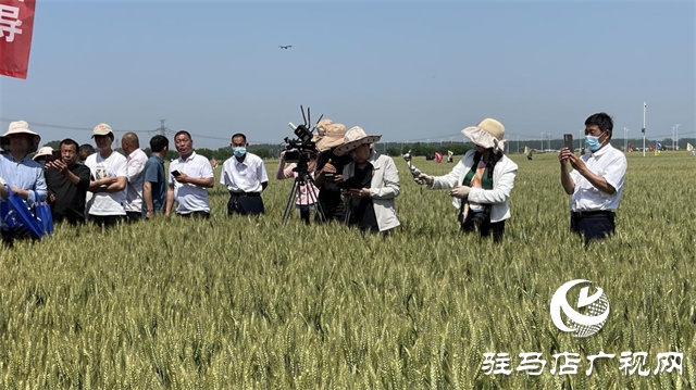 2023年“郑麦1860”小麦现场观摩会在驻马店成功召开