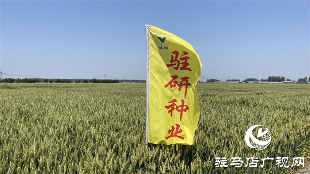 2023年“郑麦1860”小麦现场观摩会在驻马店成功召开