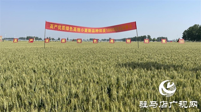 2023年“郑麦1860”小麦现场观摩会在驻马店成功召开