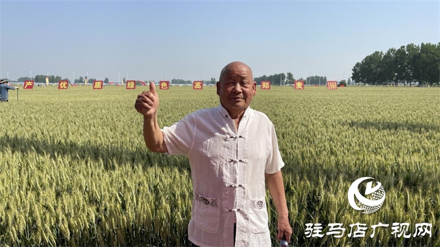 2023年“郑麦1860”小麦现场观摩会在驻马店成功召开