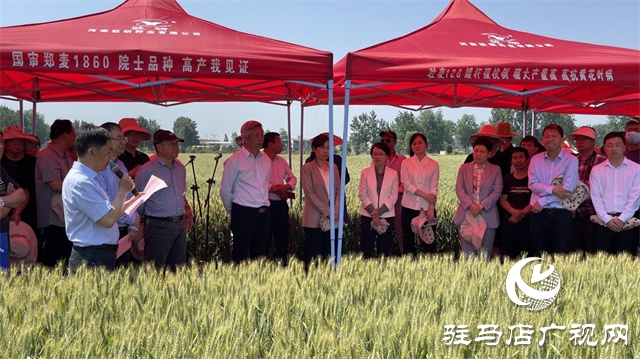 2023年“郑麦1860”小麦现场观摩会在驻马店成功召开