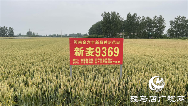 重磅！小麦新品种“新麦9369”落户河南金六丰种业