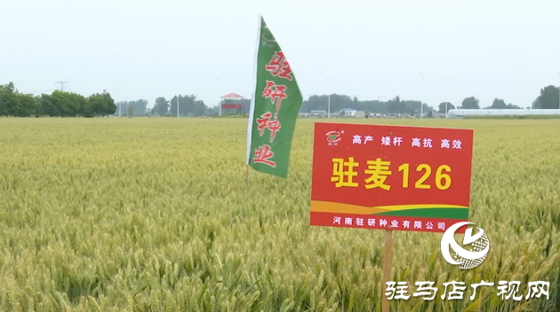 【喜讯】热烈祝贺河南驻研种业小麦新品种“驻麦126”通过国审！