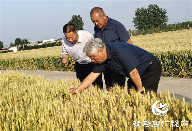 河南农业大学教授郭天财到河南金六丰小麦示范基地调研指导