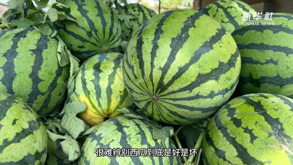 “95后”验瓜师朱招招：让家乡农产品走向全国