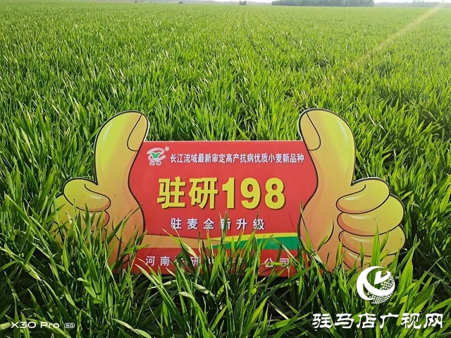 驻研种业捷报频传：驻麦126、驻麦156、驻研198相继通过审定