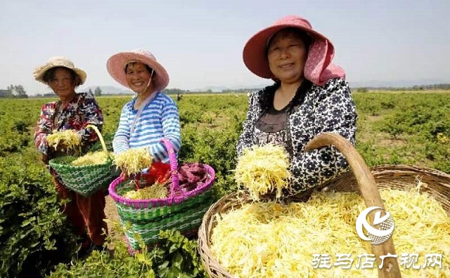 驻马店：“药材经济”赋能乡村振兴