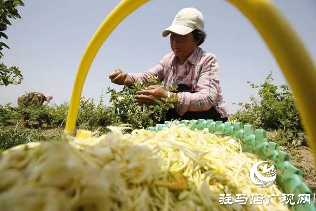 驻马店：“药材经济”赋能乡村振兴