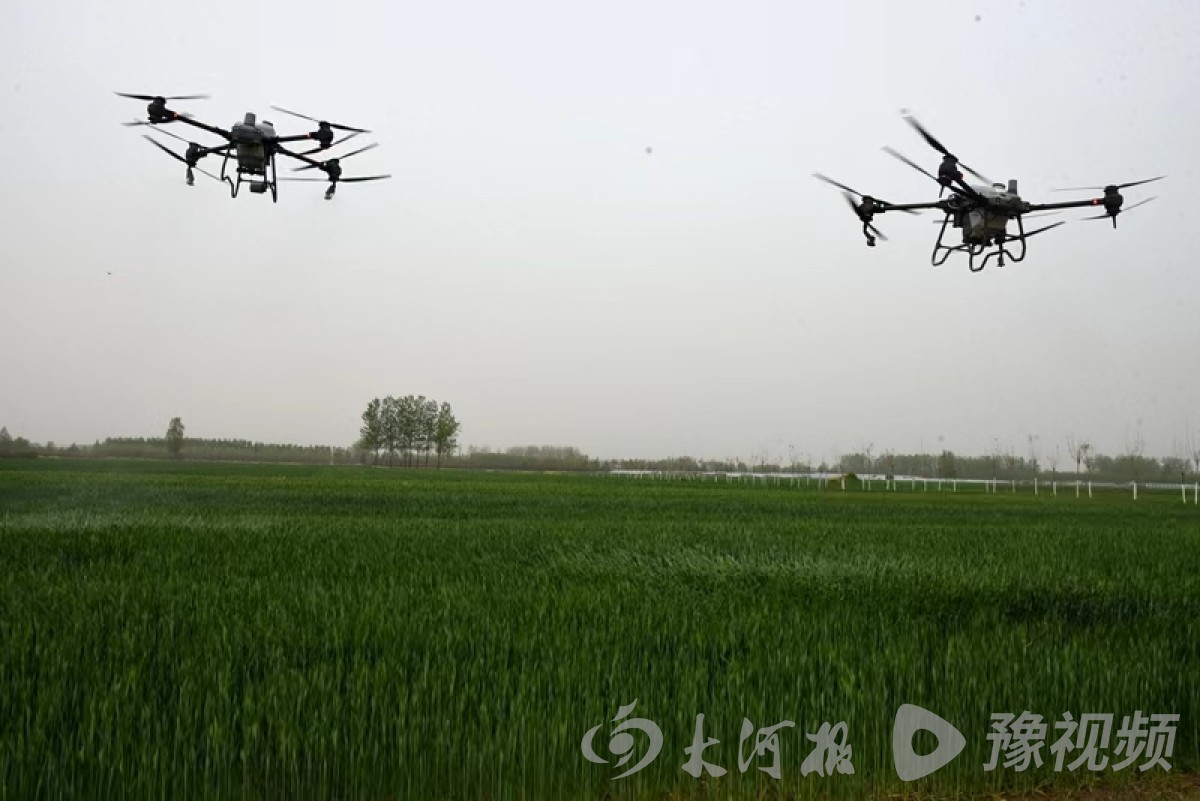 汝南县：强化服务监督 高质量做好小麦重大病虫害防治