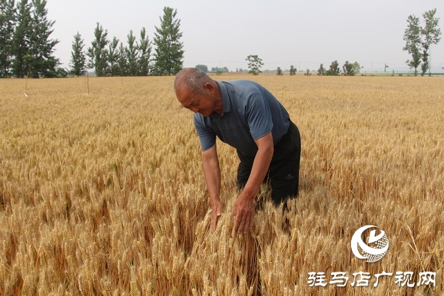 植保专家提醒：密切关注天气变化 做好农田抢收抢种