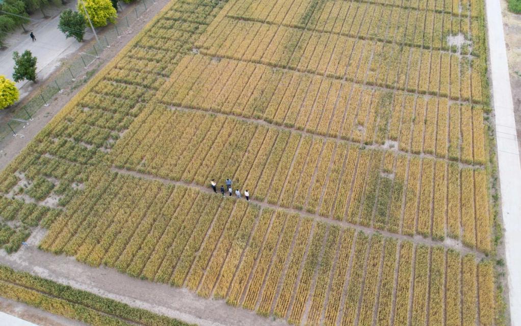 习近平总书记关切事丨做好这篇“大文章”，田间地头有答卷
