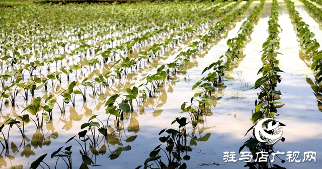 泌阳县春水镇火石山村：致富路上芋飘香