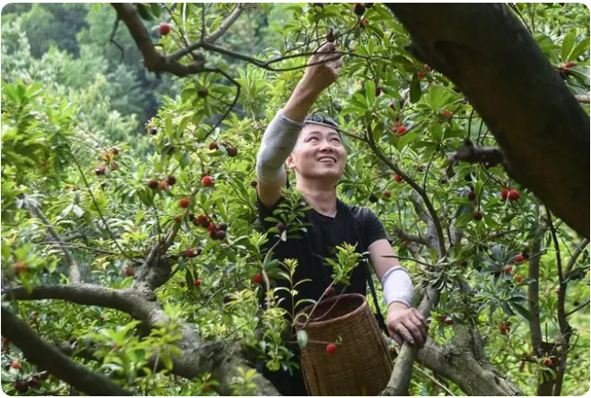 “中国杨梅之乡”迎来增产丰收季