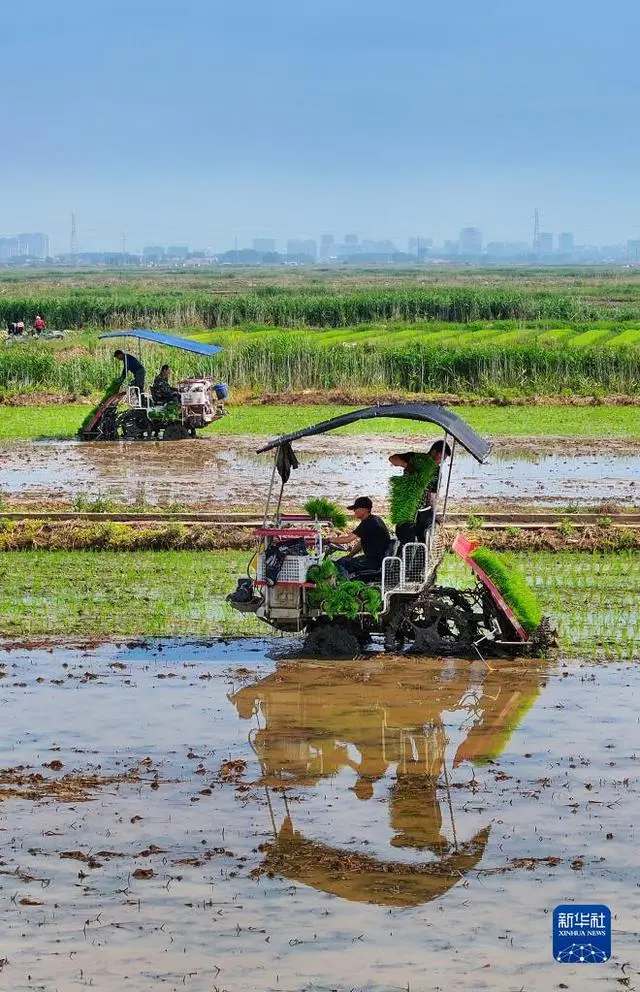 抢抓农时种水稻