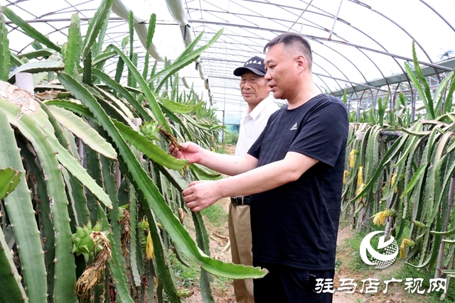 驿城区古城街道马园社区任志强：让绿色产业赋能乡村振兴
