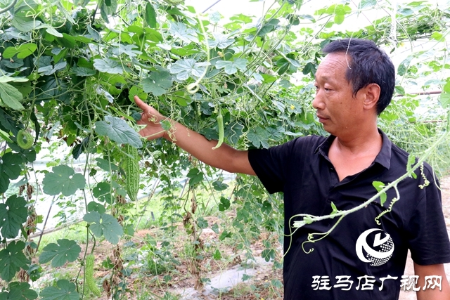 驿城区古城街道马园社区任志强：让绿色产业赋能乡村振兴
