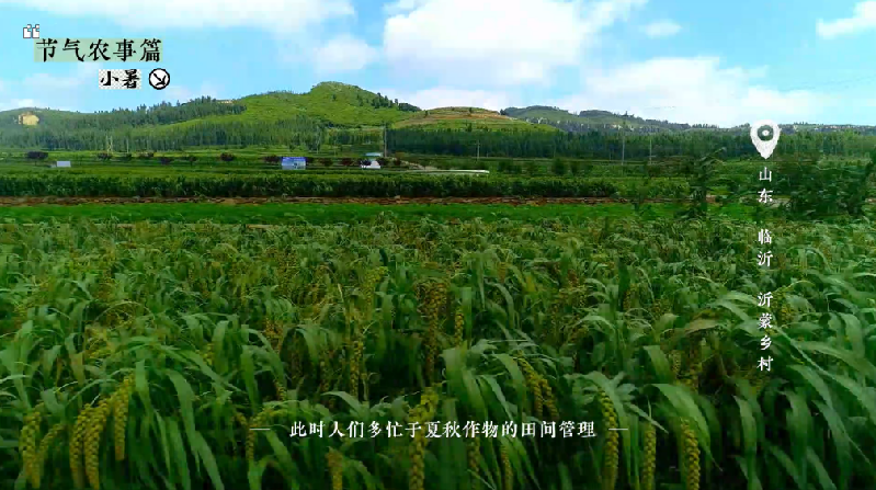 小暑——盛夏伊始，万物葱郁