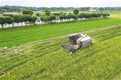 夏管关键期 农田绘“丰”景——多地农业生产一线扫描