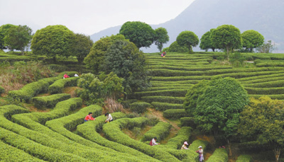 广西昭平发展茶叶规模种植、提升科技含量、推动茶旅融合 一片叶子带富一方百姓