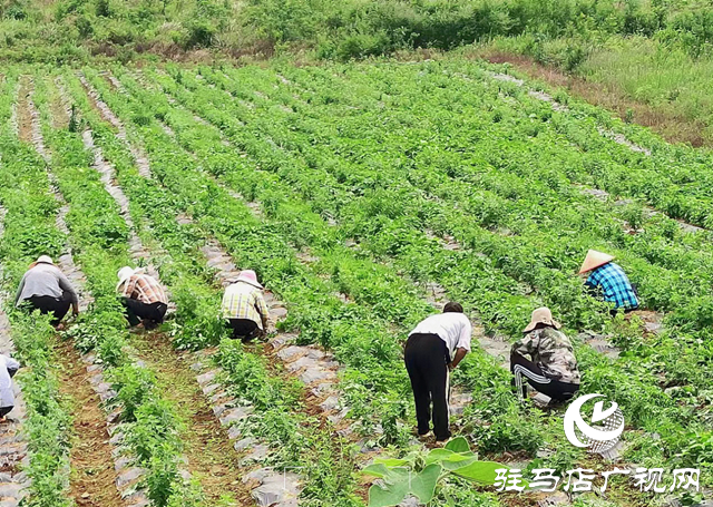 驿城区朱古洞乡：特色产业奏响乡村振兴“进行曲”