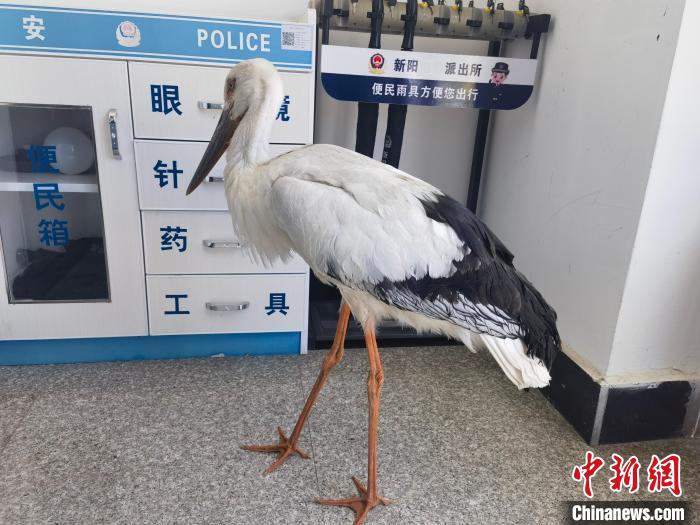 国家一级保护鸟类东方白鹳跌落水塘 幸被民警救助