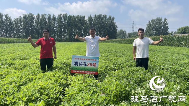 驿城区顺河街道办100多亩高油酸花生丰收在望